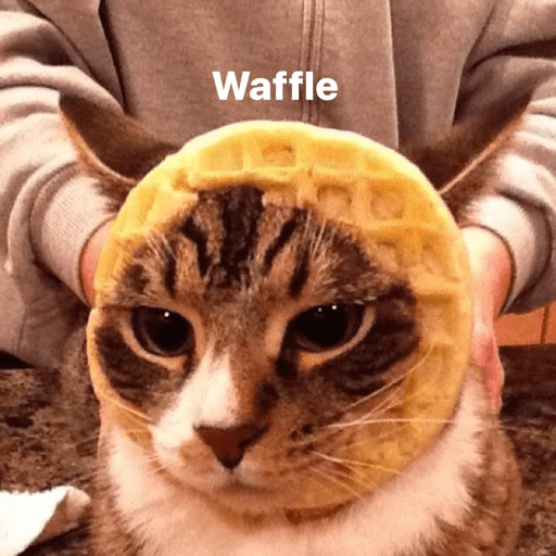 Cat 2