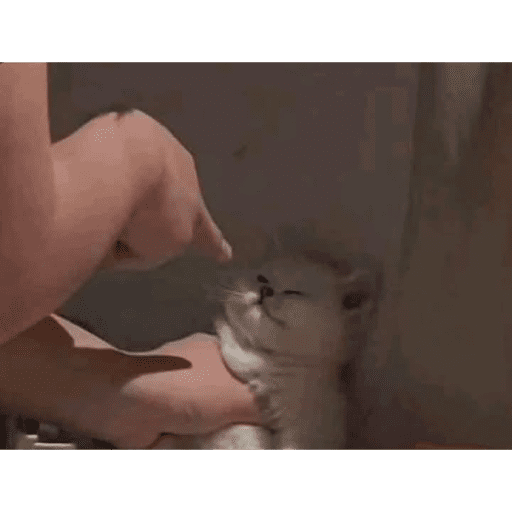 Cat 29