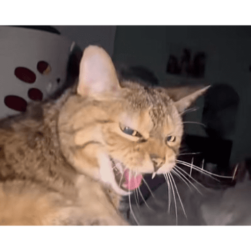Cat 1