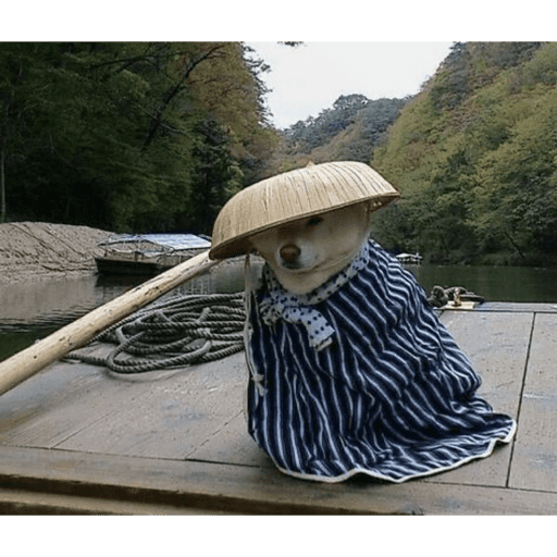 Cat 6