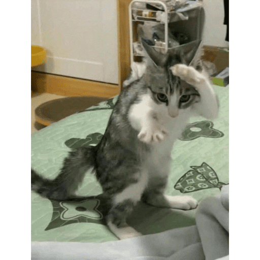 Cat 4