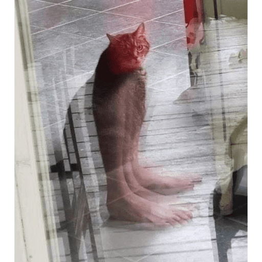 Cat 16