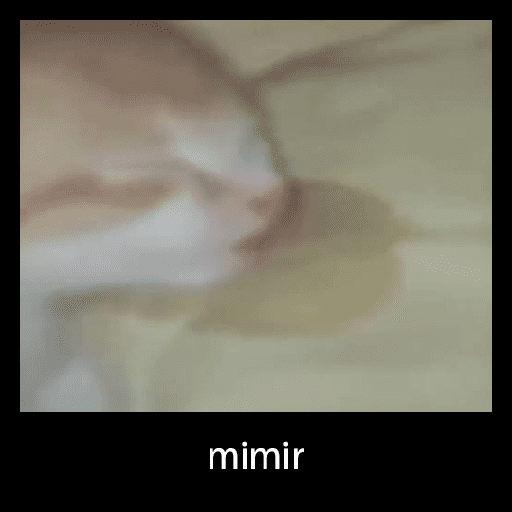 Gatinhos Meme 10