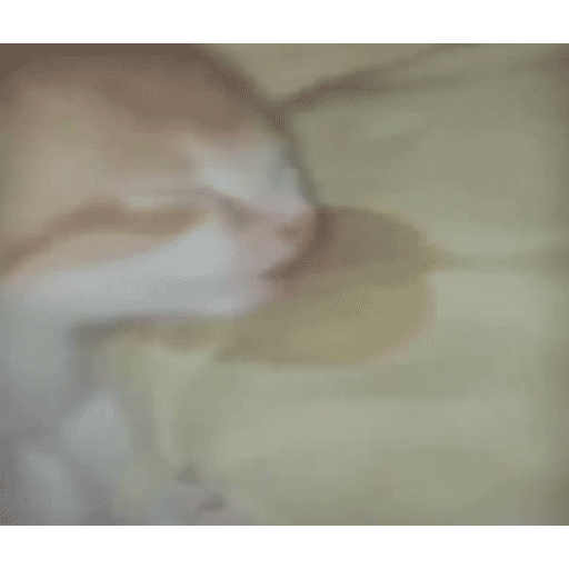 Gatinhos Meme 8