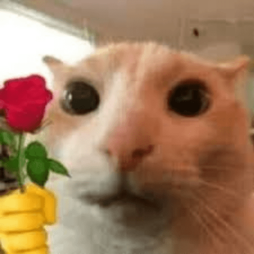 Gatinhos Meme 9