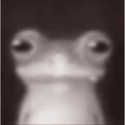 Gatinhos Meme 6