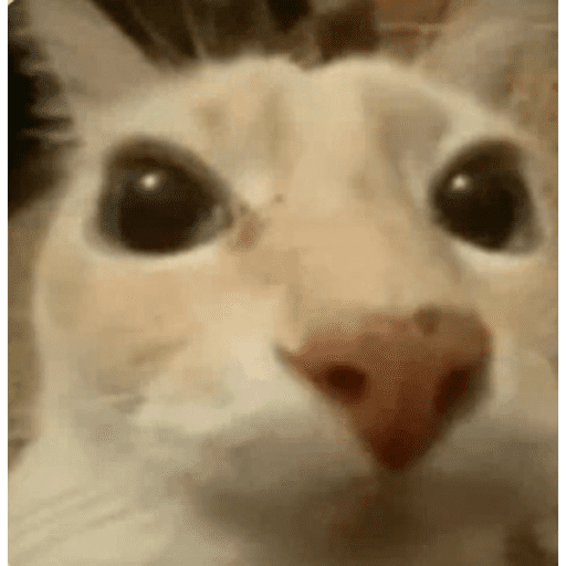 Gatinhos Meme 7