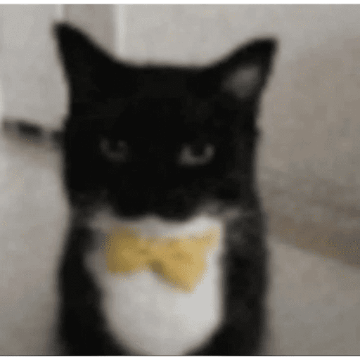 Gatinhos Meme 5