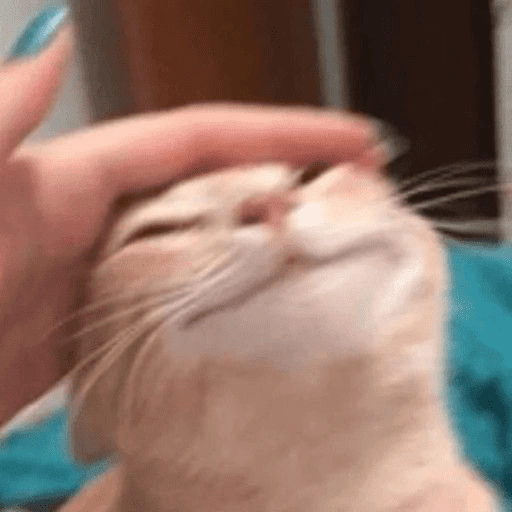 Gatinhos Meme 3