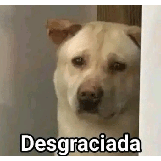 XDD 22