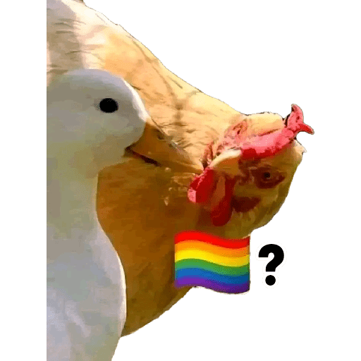 XDD 11