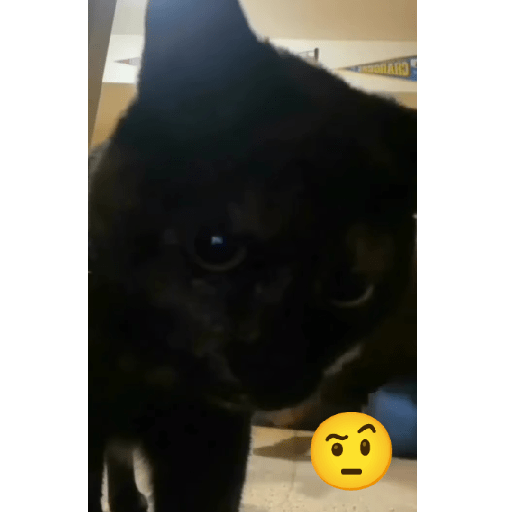 Gatos 1