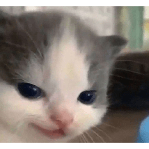 Gatos 2