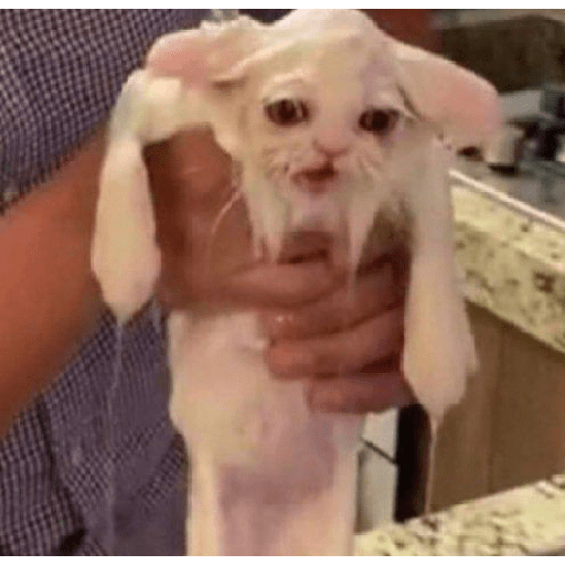 Gatos 3