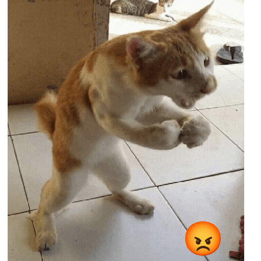Gatos 5