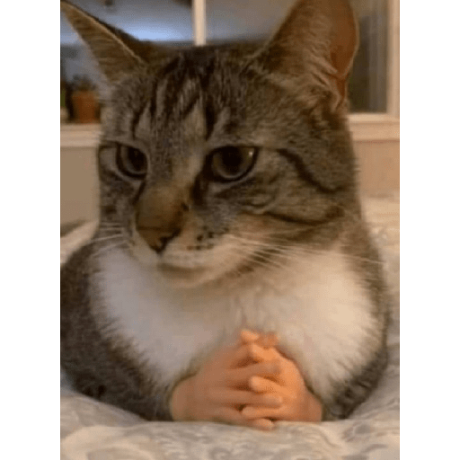 Gatos 7