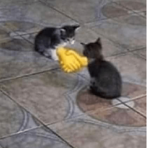 Gatos 9