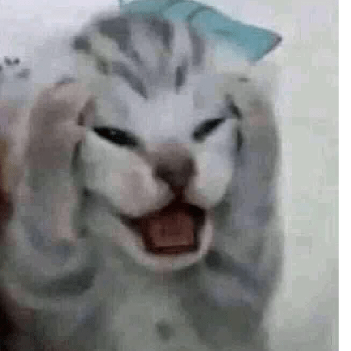 Gatos 10