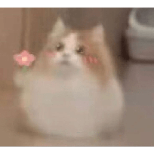 Gatos 11