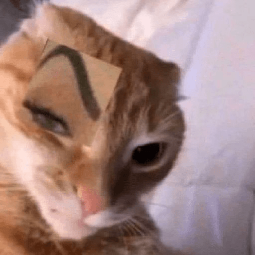 Gatos 12