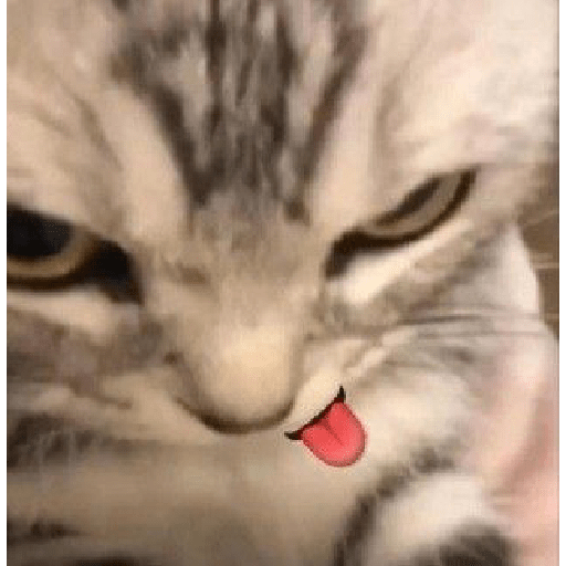 Gatos 13