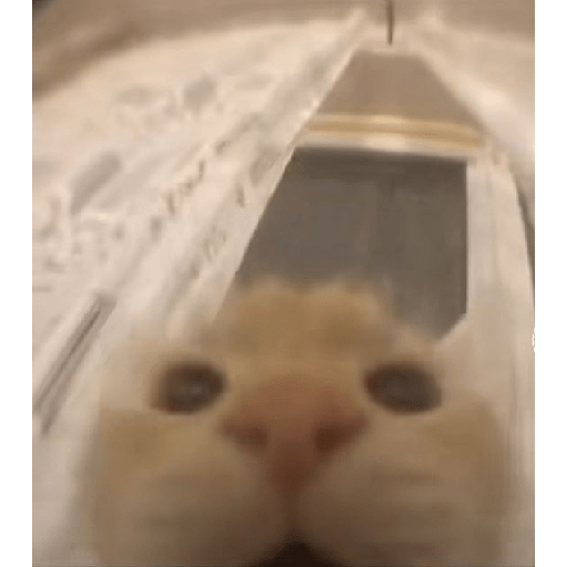 Gatos 14
