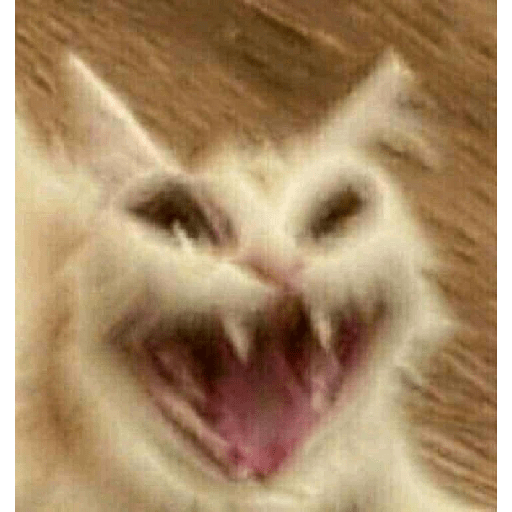 Gatos 15