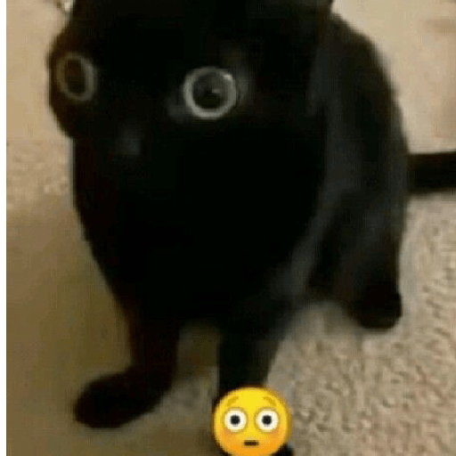 Gatos 17