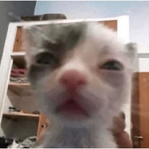 Gatos 18