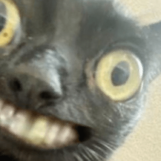 Gatos 19
