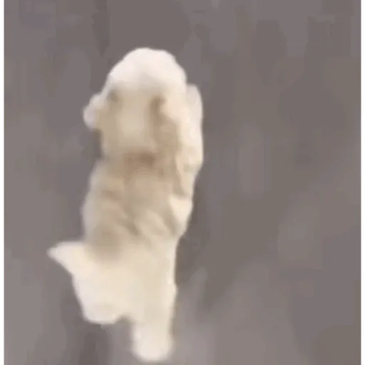Perritos  Funny Dogs 6