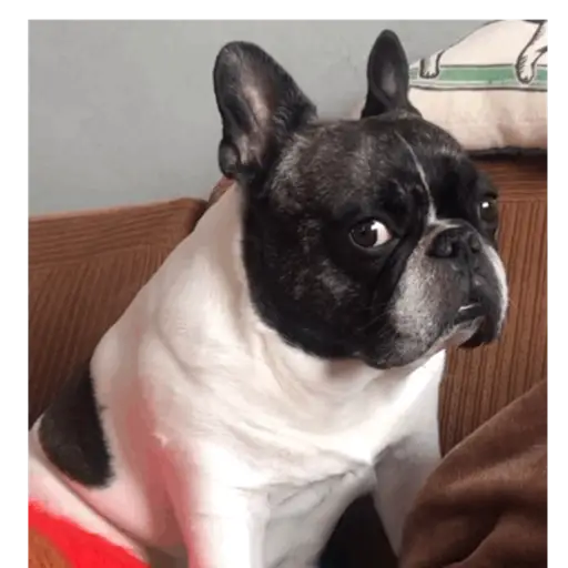 Perritos  Funny Dogs 4