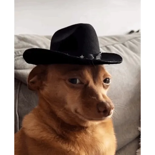 Perritos  Funny Dogs 1