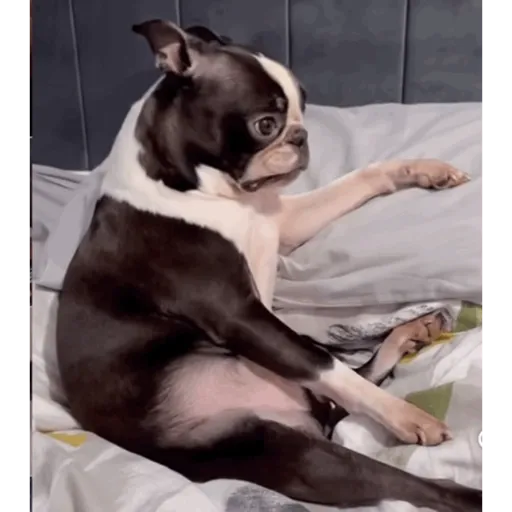 Perritos  Funny Dogs 10