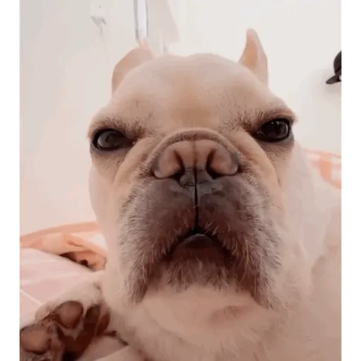 Perritos  Funny Dogs 9
