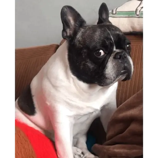 Perritos  Funny Dogs 3