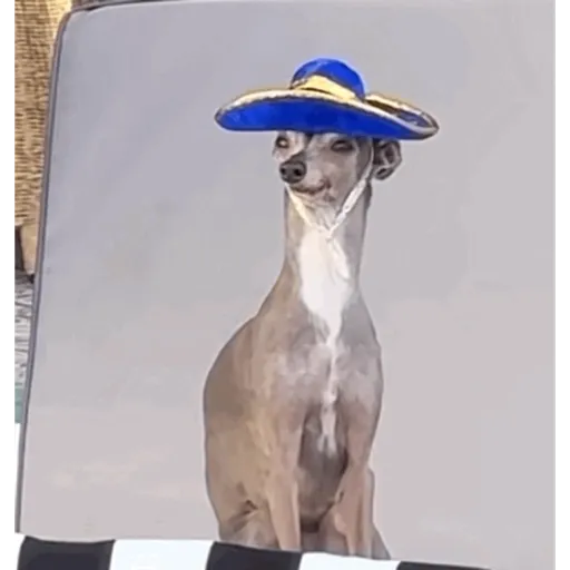 Perritos  Funny Dogs 5