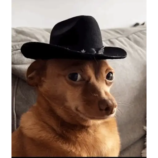 Perritos  Funny Dogs 2