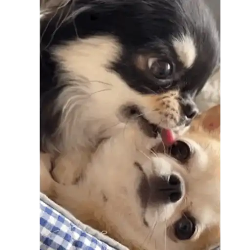 Perritos  Funny Dogs 7