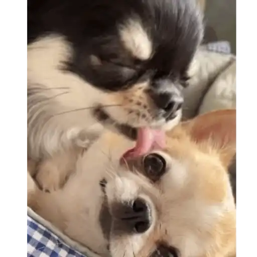 Perritos  Funny Dogs 8