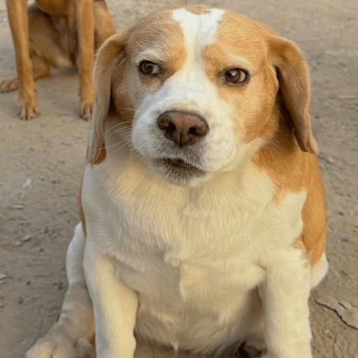 Perritos  9