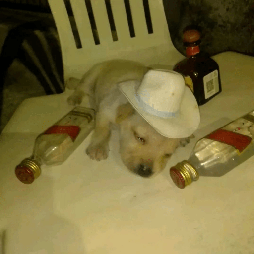 Perritos  3