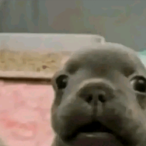 Perritos  5