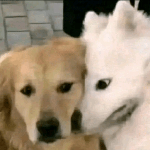 Perritos  8