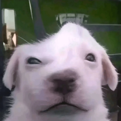 Perritos  4