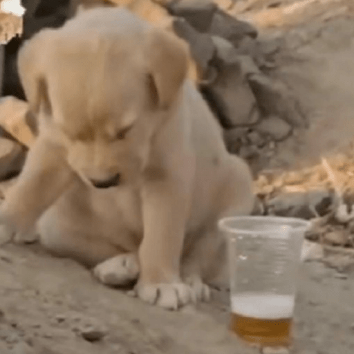 Perritos  2
