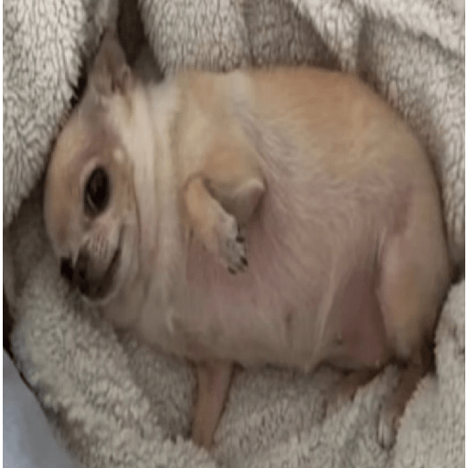 Perritos  18