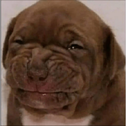 Perritos  7