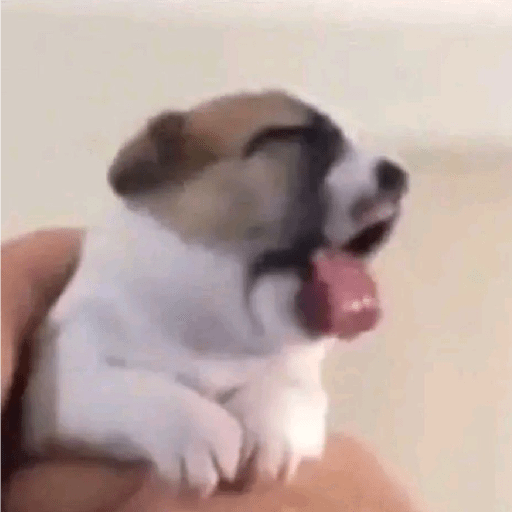 Perritos  6