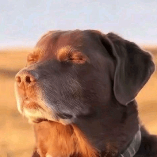 Perritos  21
